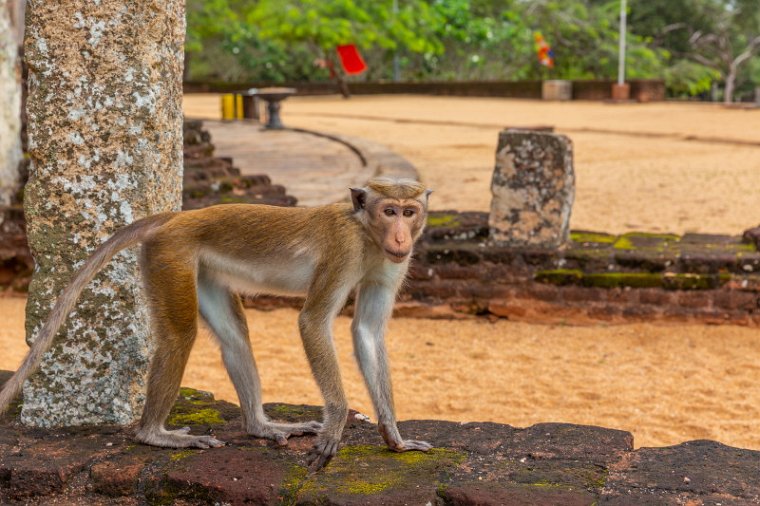 029 Polonnaruwa, ceylonkroonaap.jpg